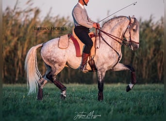 Lusitano, Hengst, 8 Jaar, 158 cm, Schimmel