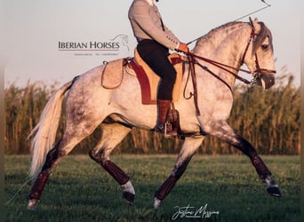 Lusitano, Hengst, 8 Jaar, 158 cm, Schimmel