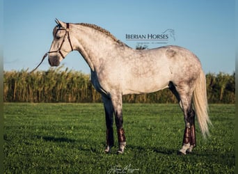Lusitano, Hengst, 8 Jaar, 158 cm, Schimmel