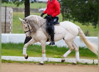 Lusitano, Hengst, 8 Jaar, 160 cm, Schimmel