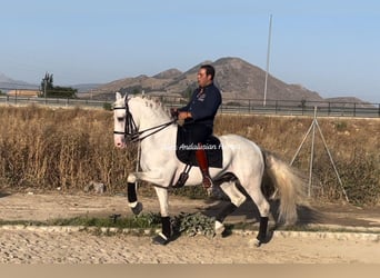 Lusitano, Hengst, 8 Jaar, 161 cm, Wit