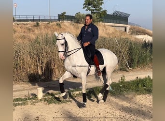 Lusitano, Hengst, 8 Jaar, 161 cm, Wit