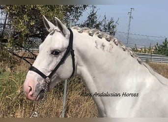 Lusitano, Hengst, 8 Jaar, 161 cm, Wit