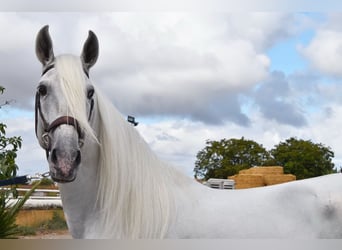 Lusitano, Hengst, 8 Jaar, 163 cm, Schimmel