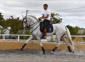 Lusitano, Hengst, 8 Jaar, 163 cm, Schimmel