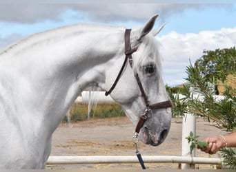 Lusitano, Hengst, 8 Jaar, 163 cm, Schimmel