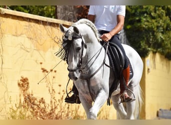 Lusitano, Hengst, 8 Jaar, 163 cm, Schimmel