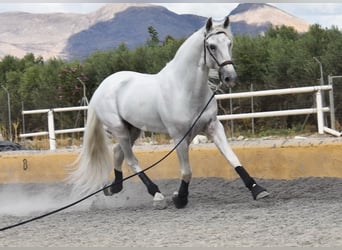 Lusitano, Hengst, 8 Jaar, 163 cm, Schimmel