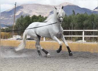 Lusitano, Hengst, 8 Jaar, 163 cm, Schimmel