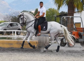 Lusitano, Hengst, 8 Jaar, 163 cm, Schimmel