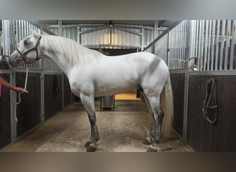 Lusitano, Hengst, 8 Jaar, 163 cm, Schimmel