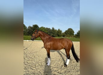 Lusitano, Hengst, 8 Jaar, 164 cm, Bruin