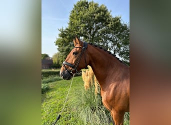 Lusitano, Hengst, 8 Jaar, 164 cm, Bruin