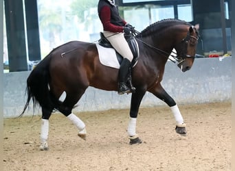 Lusitano, Hengst, 8 Jaar, 164 cm, Bruin