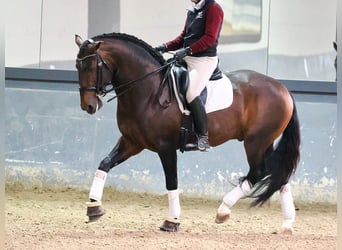 Lusitano, Hengst, 8 Jaar, 164 cm, Bruin