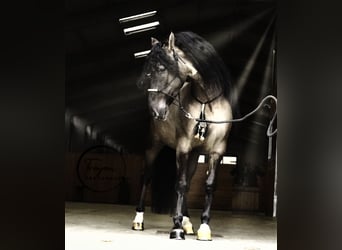 Lusitano Mix, Hengst, 8 Jaar, 166 cm, Grullo
