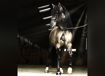 Lusitano Mix, Hengst, 8 Jaar, 166 cm, Grullo