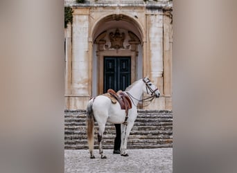 Lusitano, Hengst, 8 Jaar, 166 cm, Schimmel