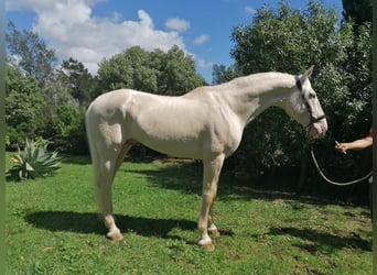 Lusitano, Hengst, 8 Jaar, 170 cm, Cremello