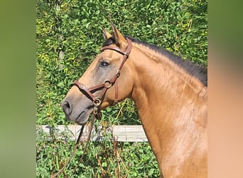 Lusitano, Hengst, 9 Jaar, 150 cm, Falbe