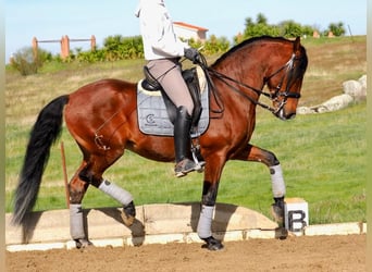 Lusitano, Hengst, 9 Jaar, 159 cm, Bruin