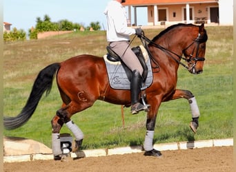 Lusitano, Hengst, 9 Jaar, 159 cm, Bruin