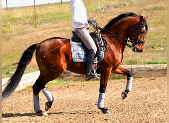 Lusitano, Hengst, 9 Jaar, 159 cm, Bruin