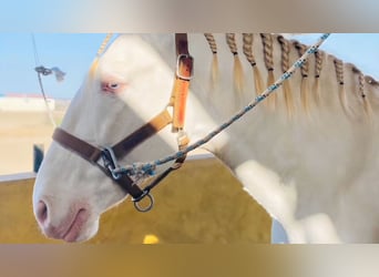 Lusitano, Hengst, 9 Jaar, 163 cm, Cremello