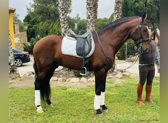 Lusitano, Hengst, 9 Jaar, 168 cm, Donkerbruin