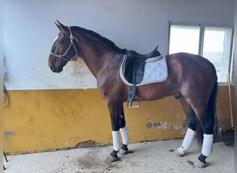 Lusitano, Hengst, 9 Jaar, 168 cm, Donkerbruin