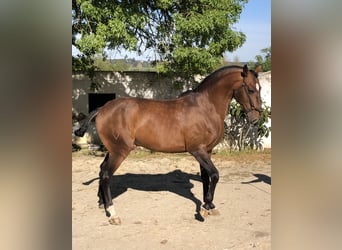 Lusitano, Hengst, 11 Jaar, 161 cm, Bruin