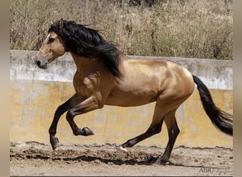 Lusitano, Hengst, 13 Jaar, 167 cm, Buckskin