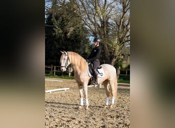 Lusitano, Hengst, 8 Jaar, Cremello