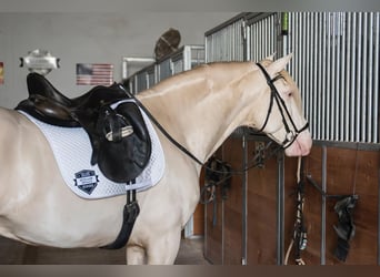 Lusitano, Hengst, 8 Jaar, Cremello