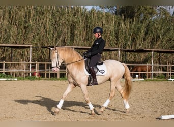 Lusitano, Hengst, 8 Jaar, Cremello