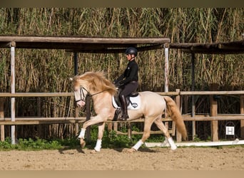 Lusitano, Hengst, 8 Jaar, Cremello