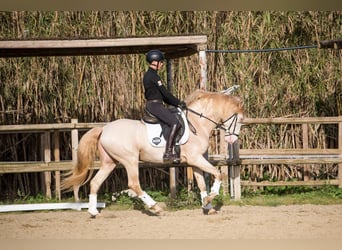 Lusitano, Hengst, 8 Jaar, Cremello