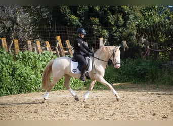 Lusitano, Hengst, 8 Jaar, Cremello