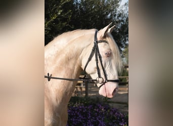 Lusitano, Hengst, 8 Jaar, Cremello