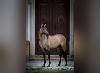 Lusitano, Hengst, 5 Jaar, 161 cm, Falbe