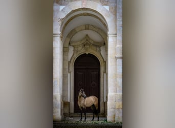 Lusitano, Hengst, 5 Jaar, 161 cm, Falbe