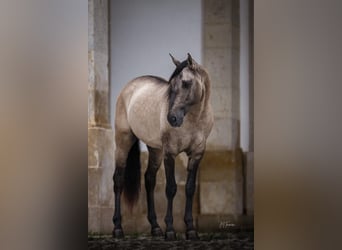 Lusitano, Hengst, 5 Jaar, 161 cm, Falbe