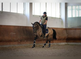 Lusitano, Hengst, 5 Jaar, 161 cm, Falbe