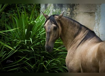 Lusitano, Hengst, 5 Jaar, 161 cm, Falbe