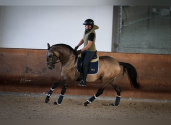 Lusitano, Hengst, 5 Jaar, 161 cm, Falbe