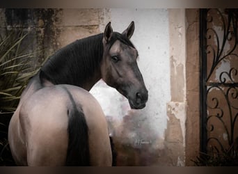 Lusitano, Hengst, 5 Jaar, 161 cm, Falbe