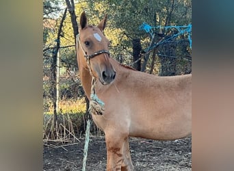 Lusitano, Hengst, veulen (05/2024), 140 cm, Dunalino