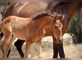 Lusitano Mix, Hengst, , 160 cm, Bruin
