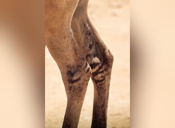 Lusitano, Hengst, Veulen (04/2025), 160 cm, Falbe