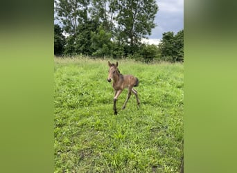 Lusitano, Hengst, veulen (05/2024), 162 cm, Buckskin